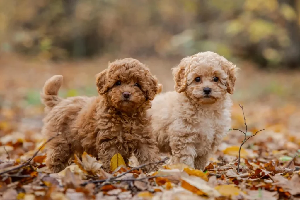 The current image has no alternative text. The file name is: 31-Small-Fluffy-Dog-Breeds-Thatll-Make-You-Gasp-For-Air.webp