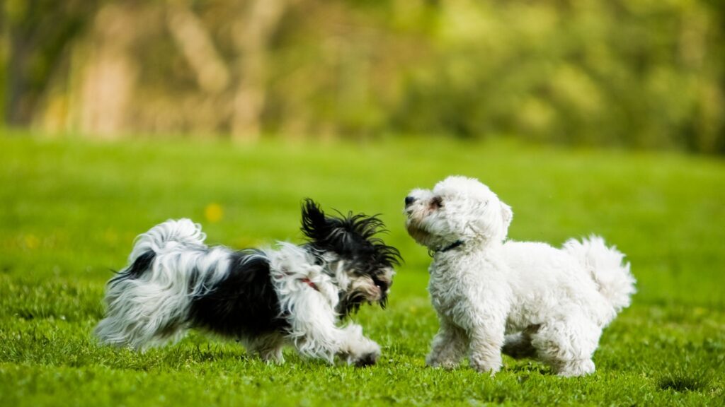 The current image has no alternative text. The file name is: 7-Great-Small-Dog-Breeds.jpg