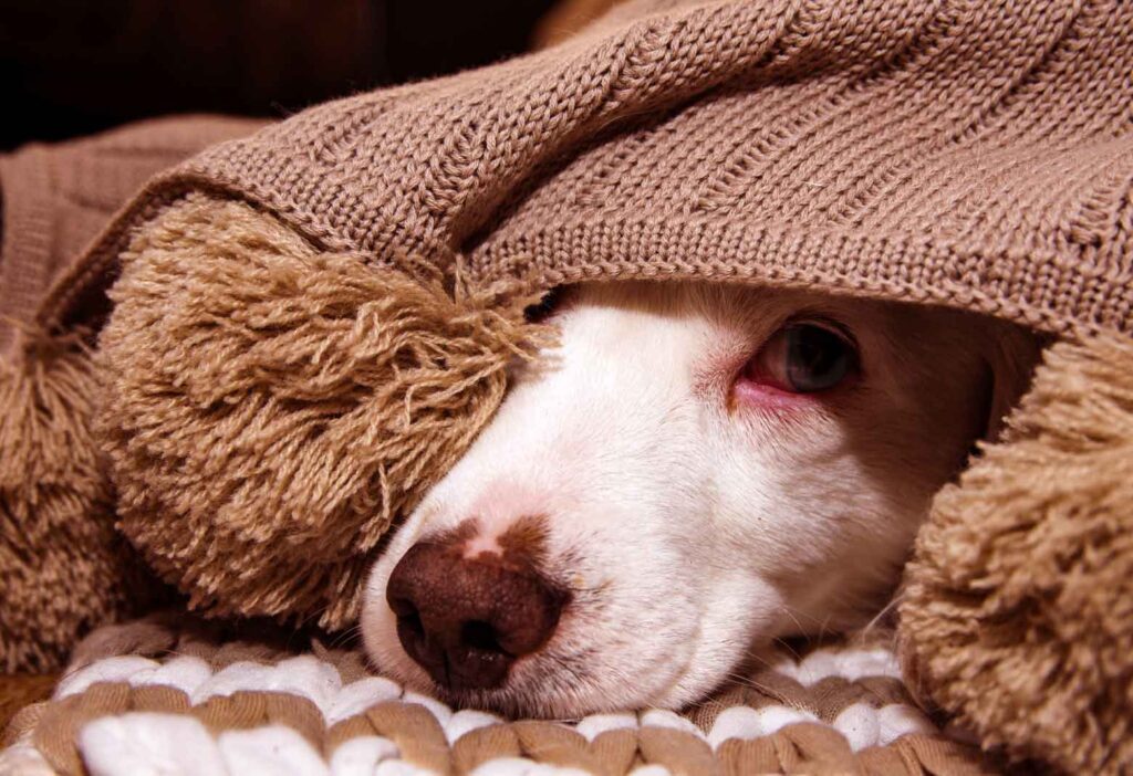The current image has no alternative text. The file name is: Dog-Anxiety-Awareness-Week-1.jpg