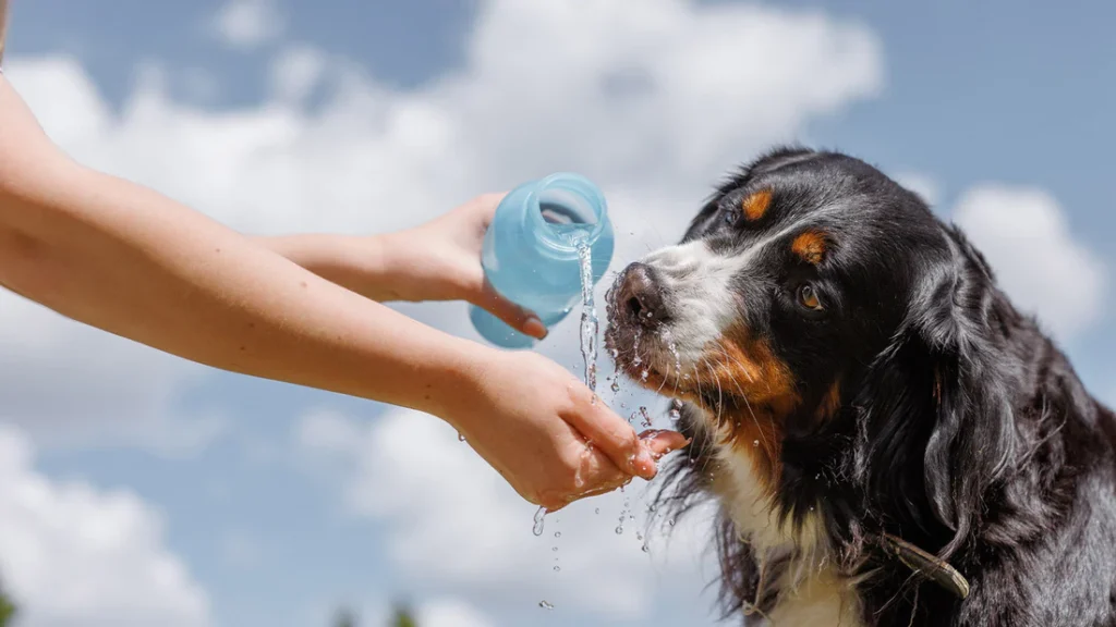 The current image has no alternative text. The file name is: Open-Farm-Blog-Post-Photo-How-To-Help-Keep-Your-Dog-Hydrated_fd22ec40-2f74-4705-958e-a8d19dcfc7c9.webp
