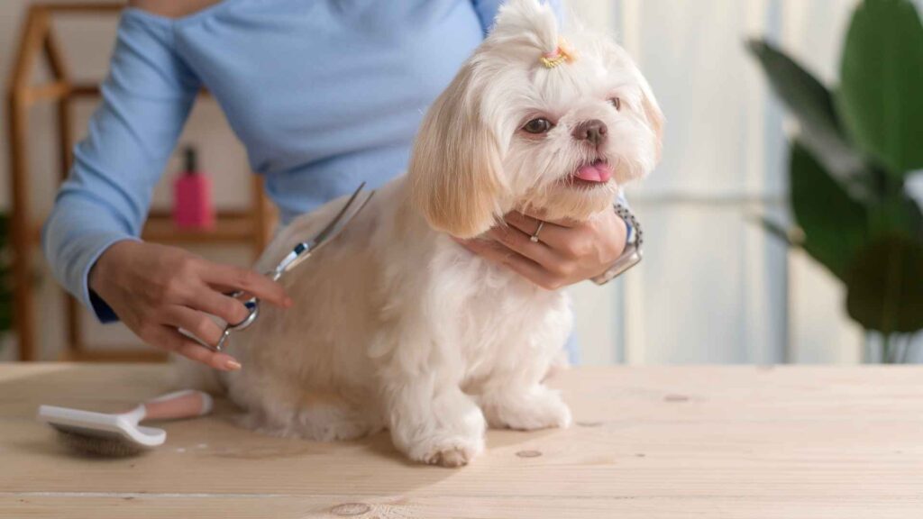 The current image has no alternative text. The file name is: Top-7-Small-Dogs-That-Need-Frequent-Grooming.jpg