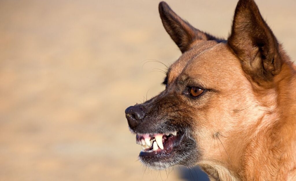The current image has no alternative text. The file name is: aggressive-dog-training-tips.jpg