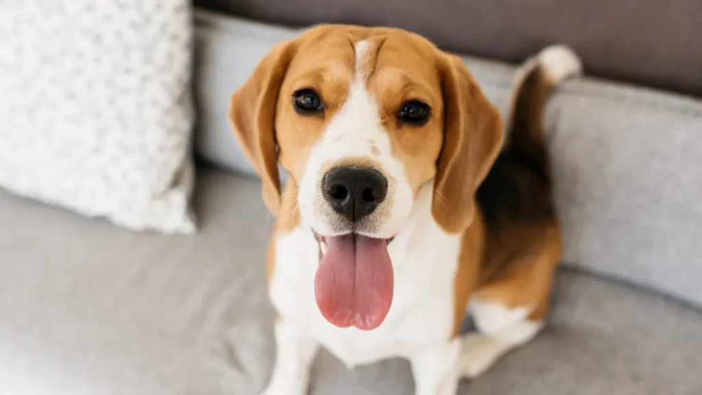 The current image has no alternative text. The file name is: beagle-pup-e1512662190887.webp
