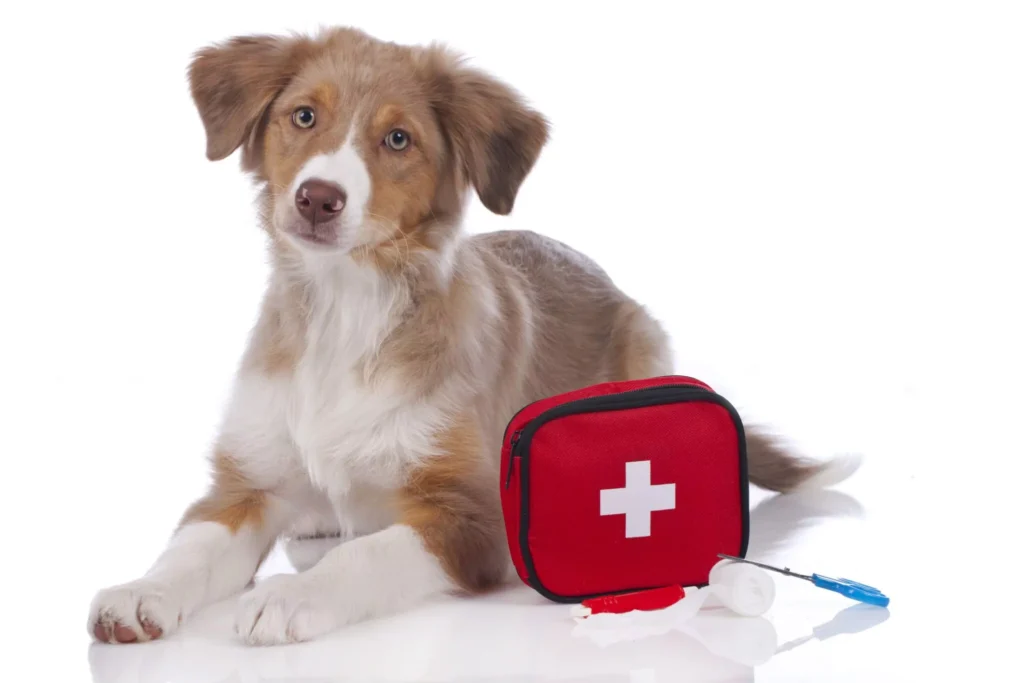 The current image has no alternative text. The file name is: dog-first-aid-kit-st-paul-mn-scaled-1.webp
