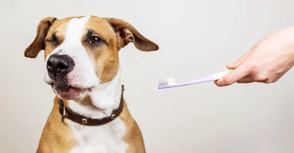 The current image has no alternative text. The file name is: dog-teeth-cleaning.webp