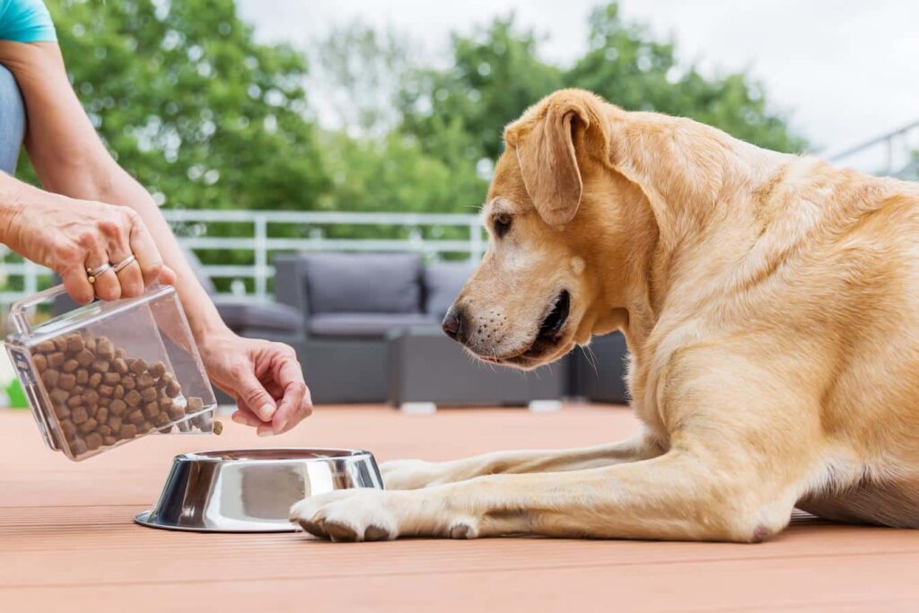 The current image has no alternative text. The file name is: how-much-should-i-feed-my-dog.jpg