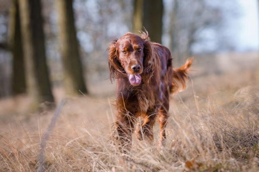 The current image has no alternative text. The file name is: irish-setter-66fd4de34f229.avif