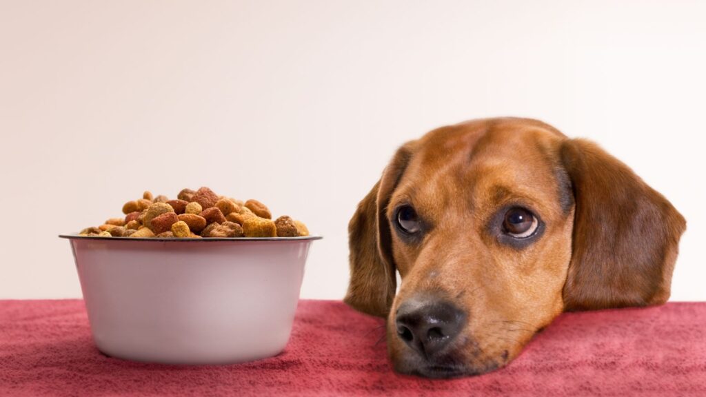 The current image has no alternative text. The file name is: skynews-dog-dog-food-study-finds_6141795.jpg
