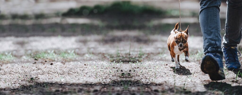The current image has no alternative text. The file name is: train-a-chihuahua-to-walk-on-leash.jpg