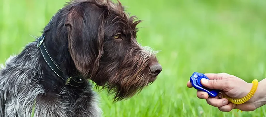 The current image has no alternative text. The file name is: training-dog-clicker.webp