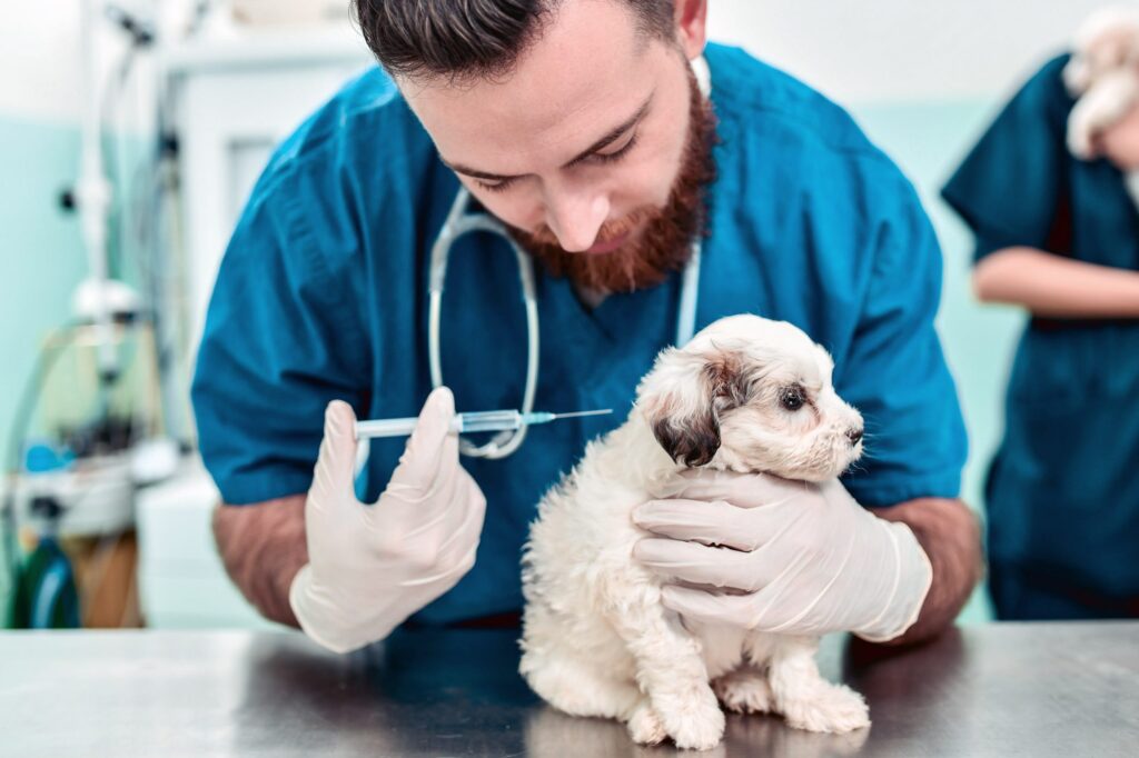 The current image has no alternative text. The file name is: veterinarian-giving-puppy-shot-1.jpg