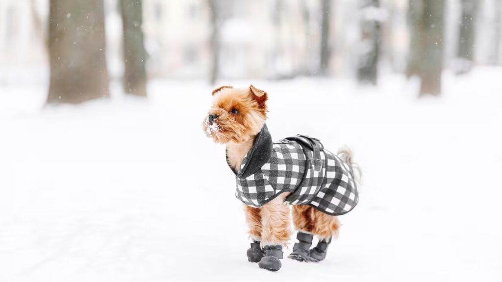 The current image has no alternative text. The file name is: winter-dog-safety.avif
